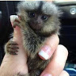 Meet your Posher, Morgan